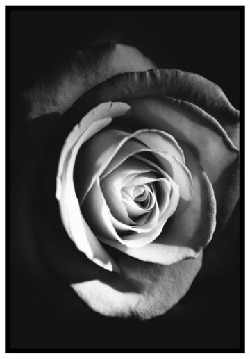 Rose poster