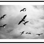 Fåglar harmonisk poster