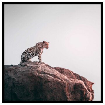 Djurtavla med leopard bild