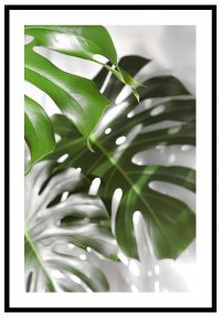 monstera-blad-poster