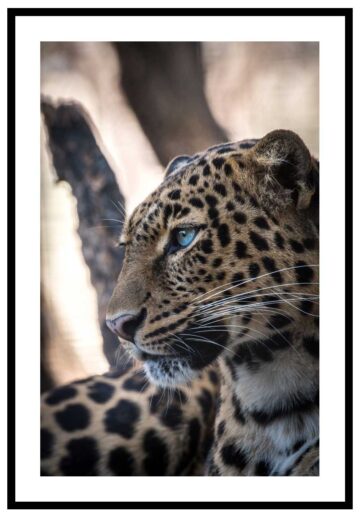 djurtavla leopard i närbild