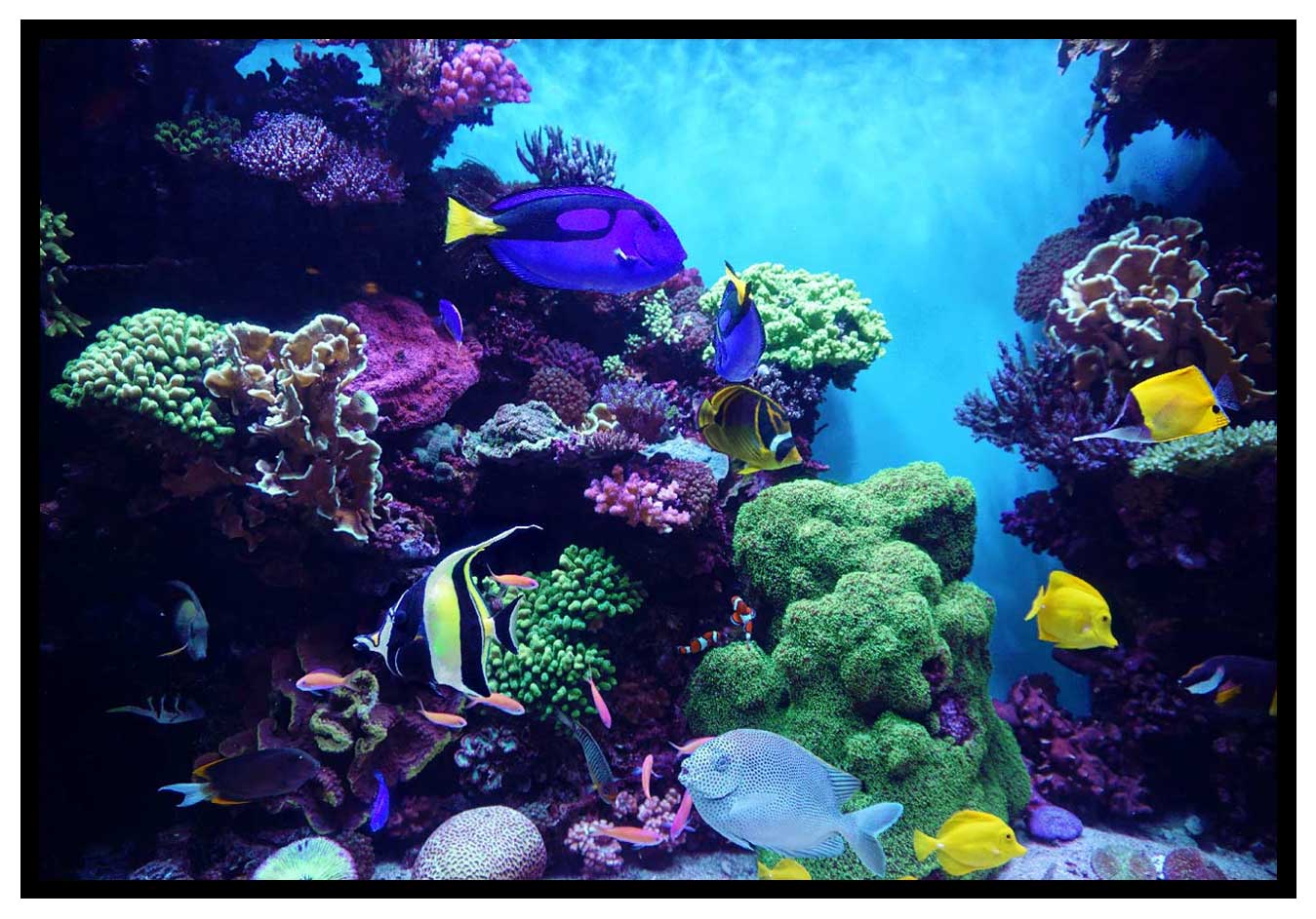 exotiskt-vatten-poster Djurlivet i havet poster