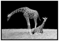 giraffer-trendig-tavla