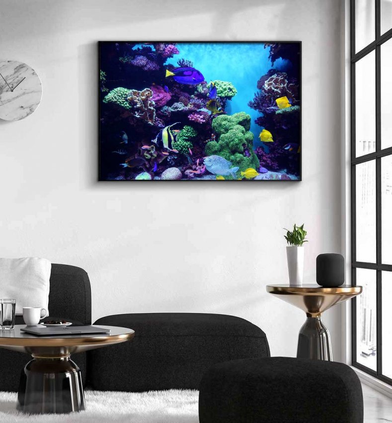 koraller-fiskar-affisch Akvarium på väggen poster