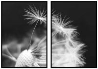 maskros-blomma-tavlor