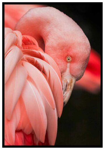rosa fågelmotiv poster