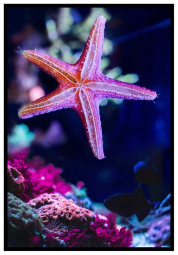 färgglad sjöstjärna affisch