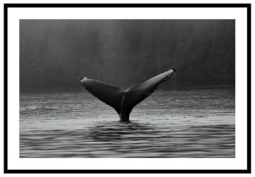 elegant tavla med valfena