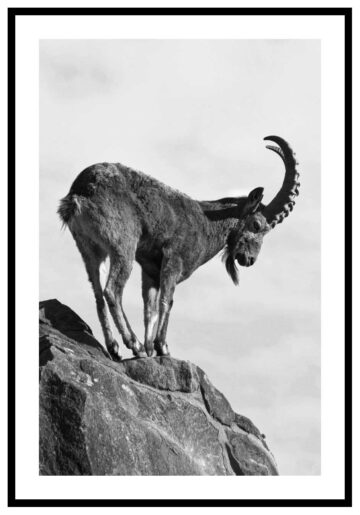 Bock djur med stora horn poster