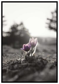 lila-blommor-poster