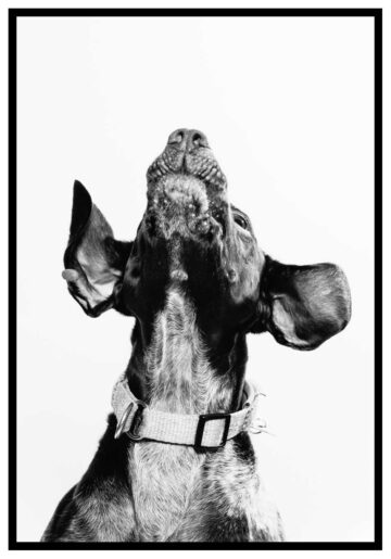 svartvit poster med hundmotiv