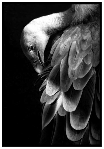 flamingo tavla i gråskala