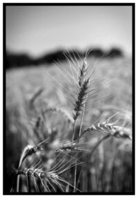 vete-svartvit-poster