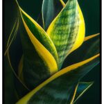 Vacker bild på en svärmorstunga