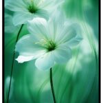 Poster with white flowers