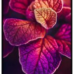 Vacker tavla med palettblad