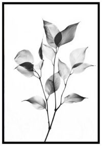 svartvit-botanisk-bild-affisch