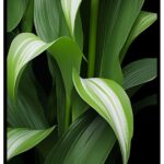 Tavla med bild på ampellilja