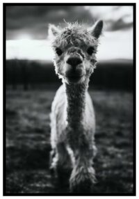 cute-alpaca-poster