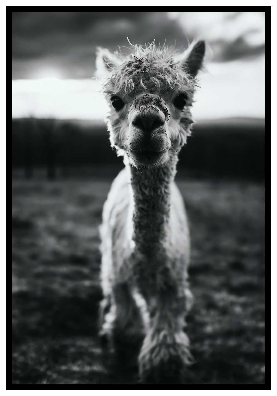 cute-alpaca-poster Svartvit alpacka affisch