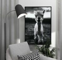 gullig-alpaca-poster