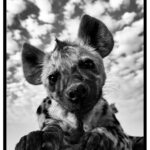 Hyena plansch i svartvitt