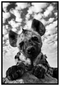 baby-hyena-poster