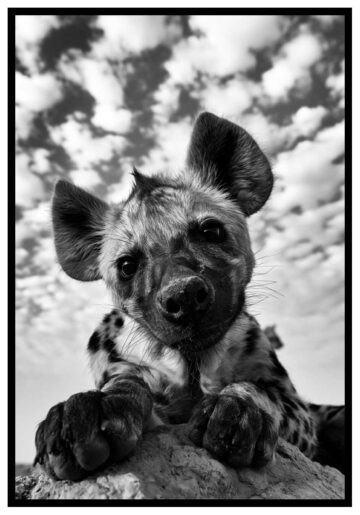 Hyena plansch i svartvitt